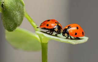 coccinelles sur feuille